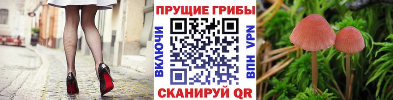 Псилоцибиновые грибы MAGIC MUSHROOMS  мега рабочий сайт  Светлоград 