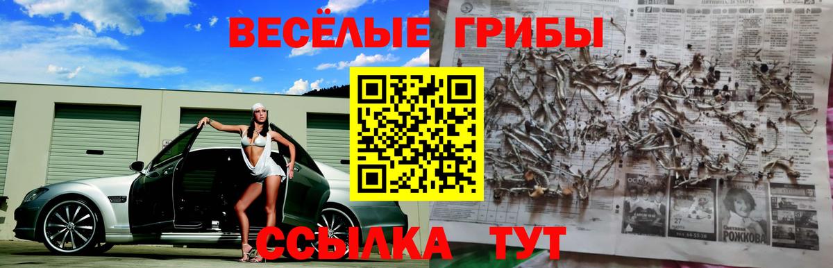 Псилоцибиновые грибы Psilocybe Светлоград